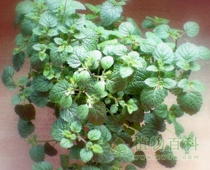 【柠檬留兰香】