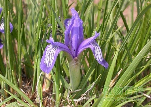 【紫苞鸢尾】