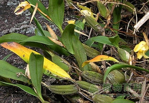 【流苏贝母兰】