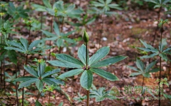 【七叶一枝花】