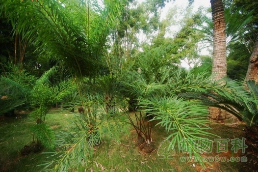 广西特有植物德保苏铁