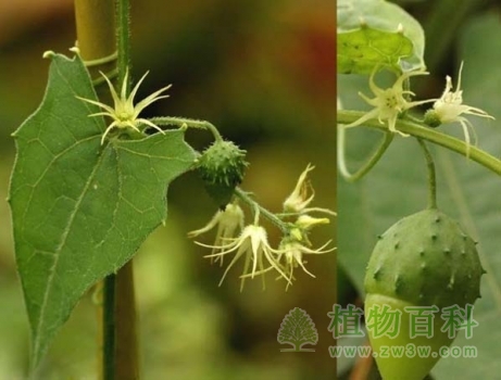 盒子草的花与果