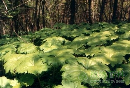 山林下的大叶子
