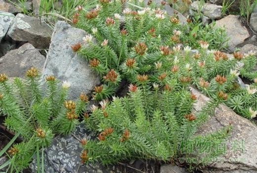 【小丛红景天】