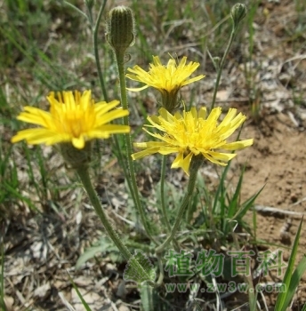 还阳参开小黄花