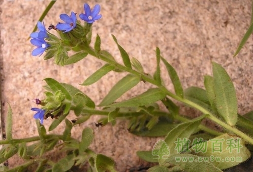 开蓝花的牛舌草