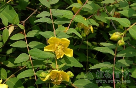 金丝梅开出金黄色的花