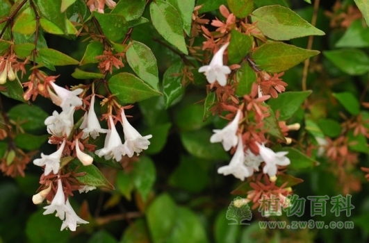 开花的大花六道木