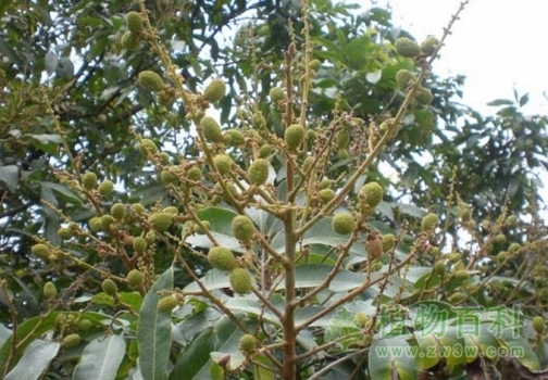 刚刚结出的龙眼幼果