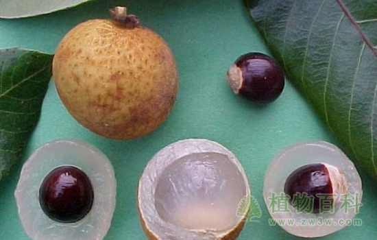 龙眼内部的结构图