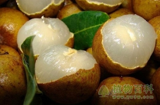 美味可口的新鲜龙眼