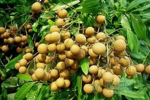 龙眼成熟了