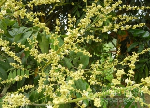 龙眼树开花