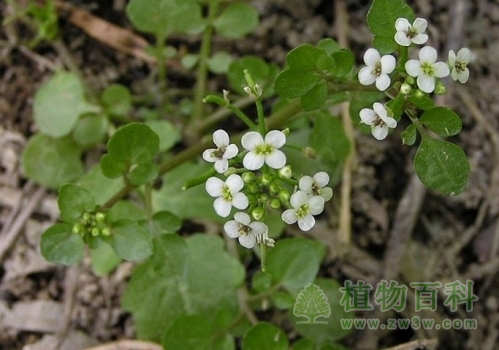 水田芥又名西洋菜
