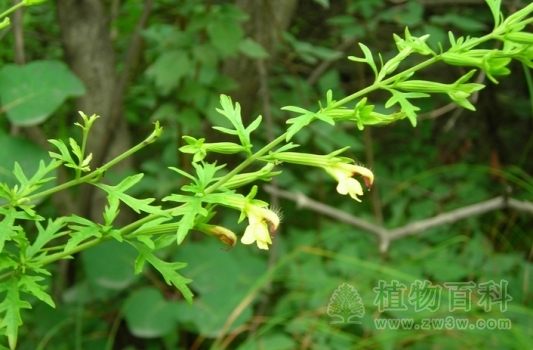阴行草形态特征图