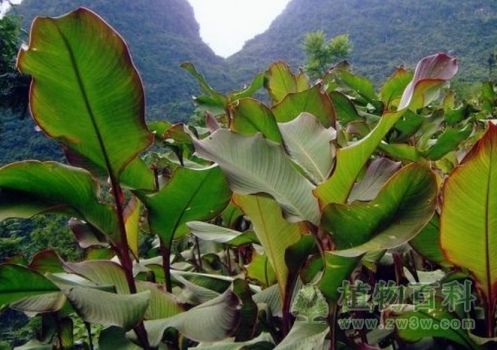 蕉藕的叶子很漂亮