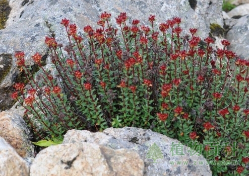 石砾中的长鞭红景天