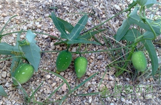 茅瓜（老鼠瓜）