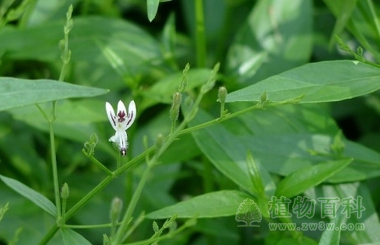 穿心莲开出的小花