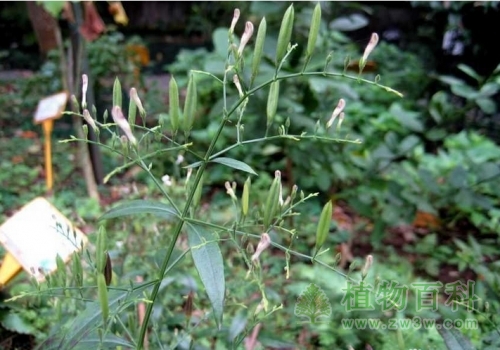 穿心莲开花后结果