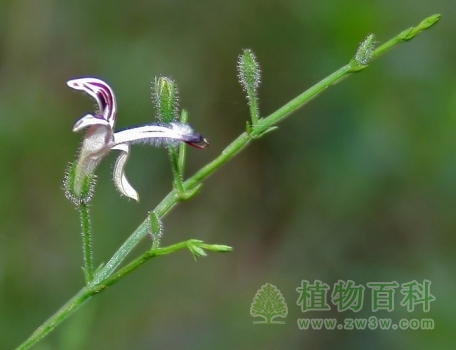 穿心莲花微距图