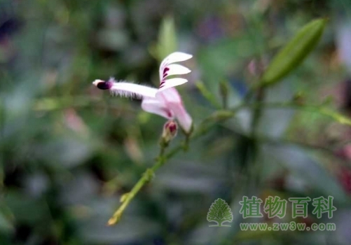 小巧的穿心莲花