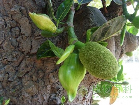 菠萝蜜开花结果
