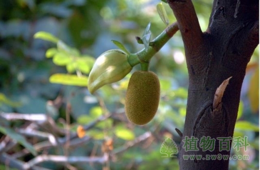 树干上直接开花