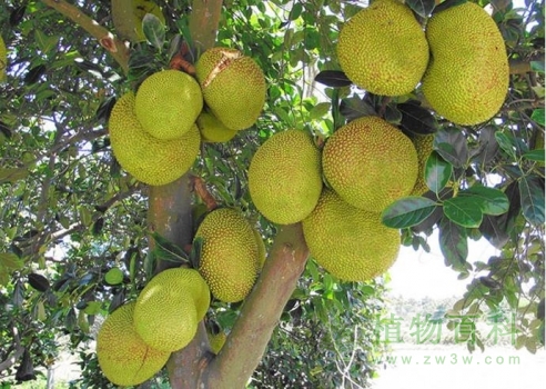 菠萝蜜快成熟了