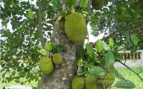 刚刚长大的菠萝蜜