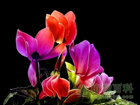 仙客来花怎么养