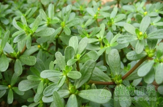 长势良好的马齿苋野菜