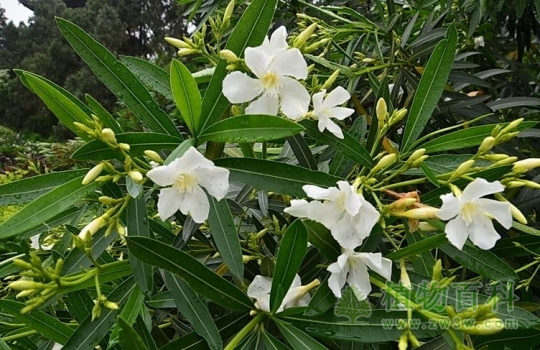 白花夹竹桃开花