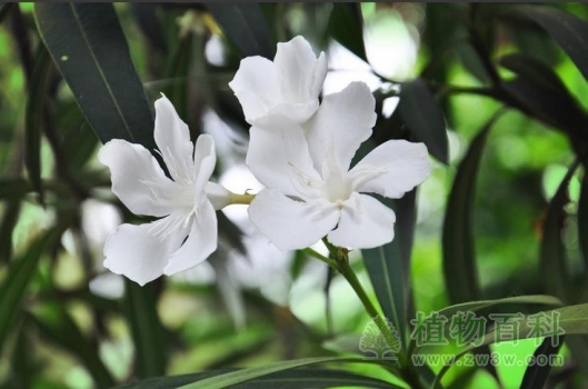 这么雪白的花却是有毒的哦