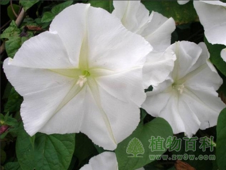 藤蔓上绽放着许多月光花