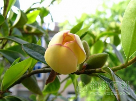 含苞待放的含笑