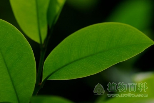含笑花的叶子反面