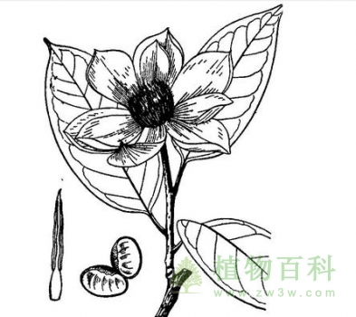 含笑花简画