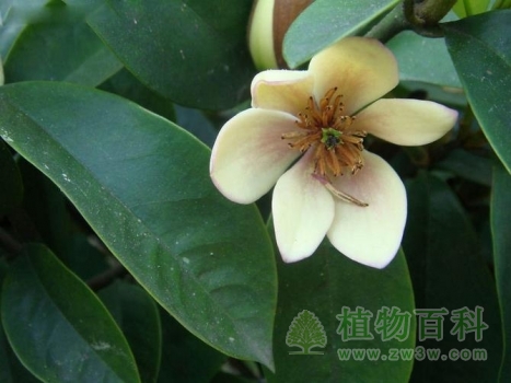 含笑花盛开的模样