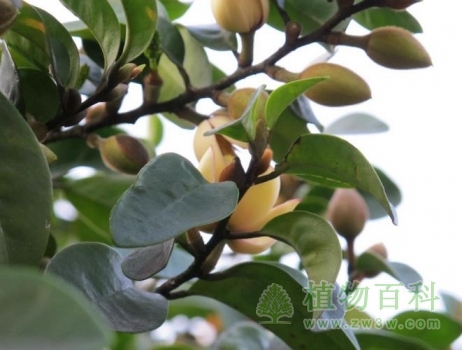 含笑花硕果累累