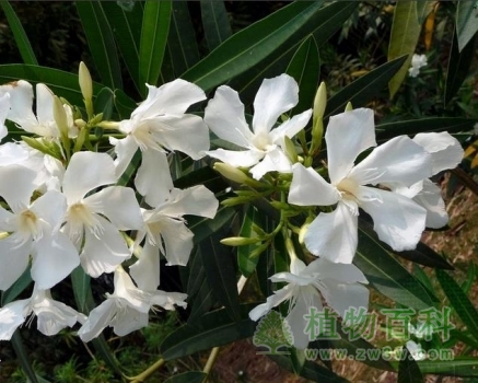 白花夹竹桃盛开灿烂