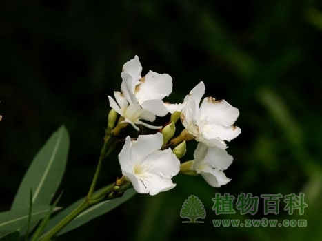 花儿将陆续绽放