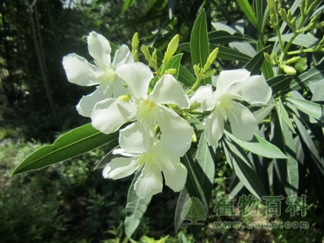 阳光下，白花夹竹桃