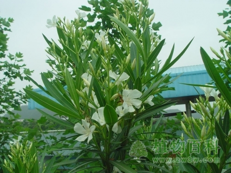 种在汽车站外围的白花夹竹桃