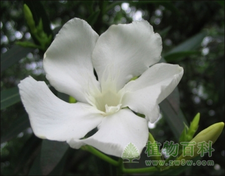 5片玉白色的花瓣