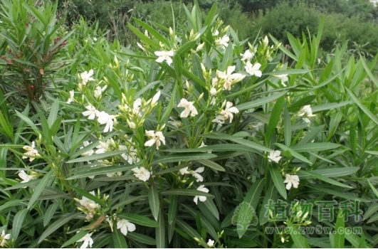 公路边常可以看到夹竹桃