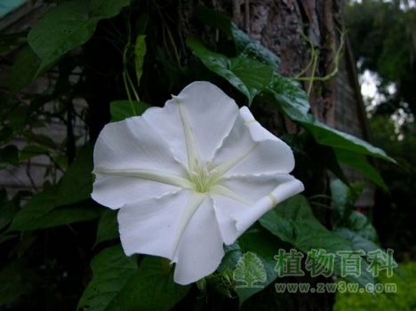 藤条缠绕在大树上