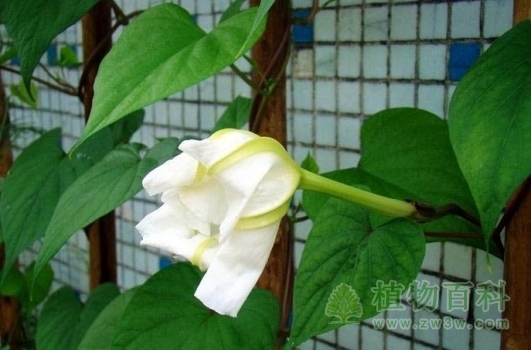 白天闭合的月光花