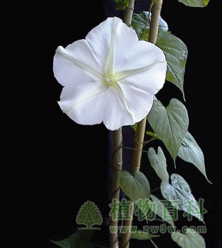 盛开在黑夜的月光花