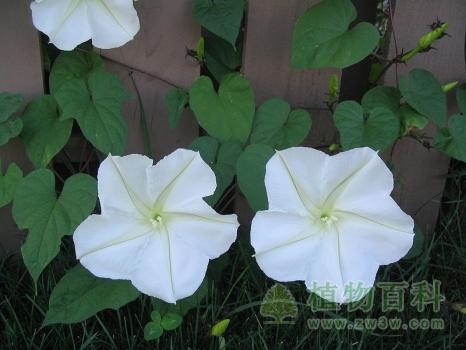 皎洁得像月光一般